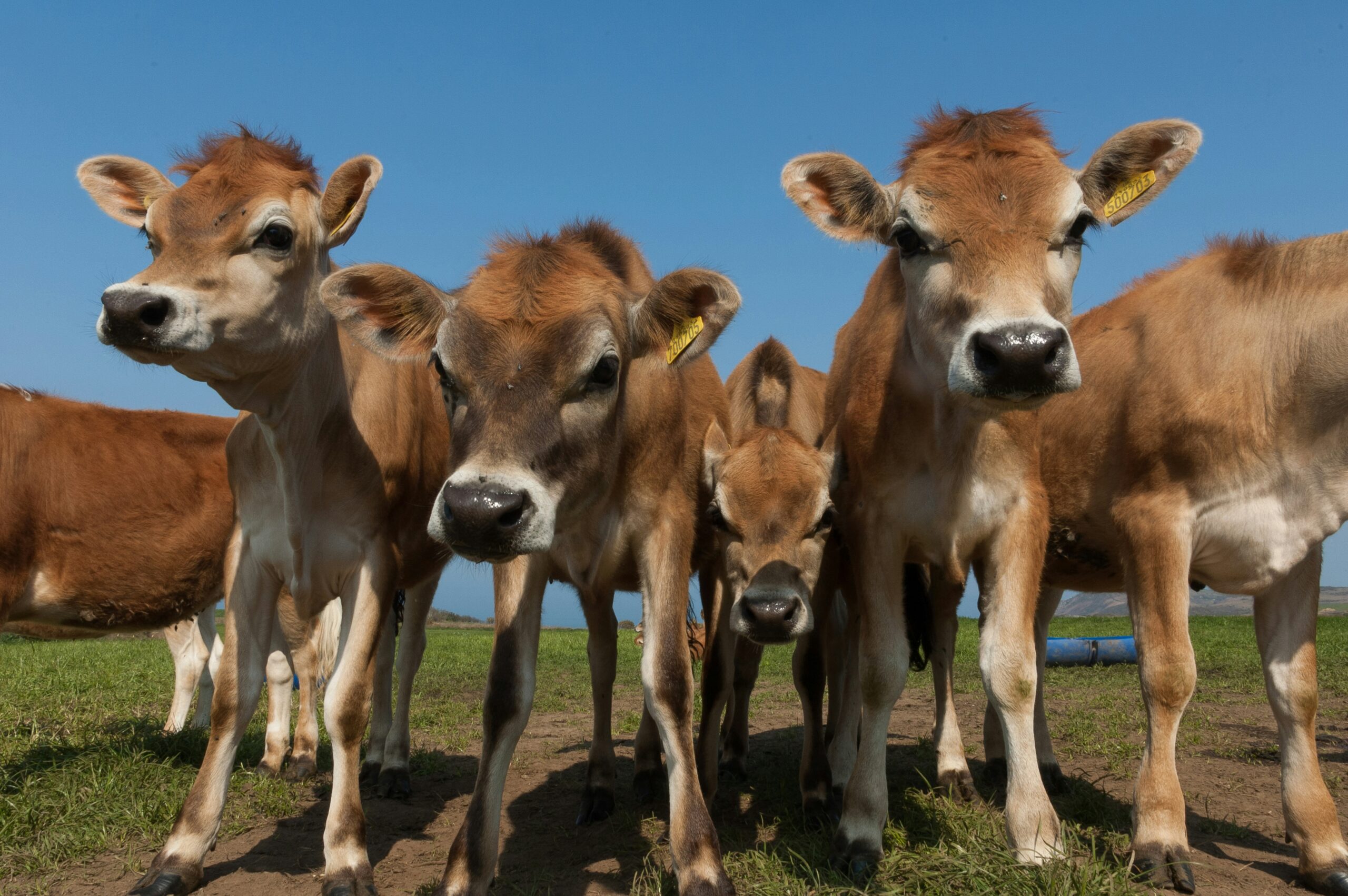 Cellular Connectivity for Livestock Monitoring 
