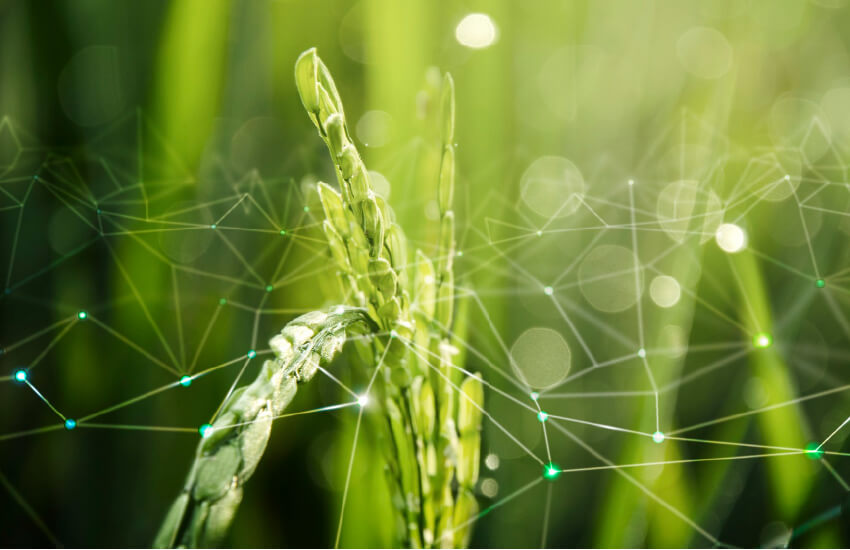 Webbing meets the connectivity requirements for AI, IoT, automation, and real-time data for smarter farming